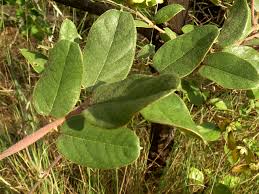 Image result for Sphedamnocarpus