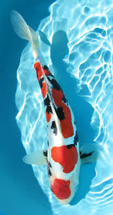 Doitsu Sanke Koi Koi Art Koi Fish Pond Koi Painting