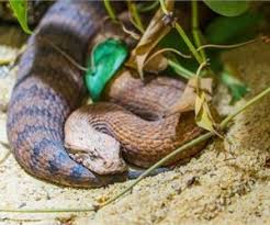The Deadliest Animals In Australia Deadly Animals In Australia Snake Reptile Snakes