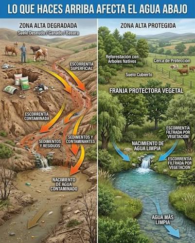 Lo que ocurre en la parte alta de una cuenca tiene un impacto directo sobre la calidad y cantidad de agua que llega a los nacimientos, quebradas y ríos. Cuando el suelo