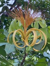 Image result for Pachira glabra