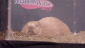 Groundhog Day: Did Manitoba Merv See His Shadow? | Ctv News