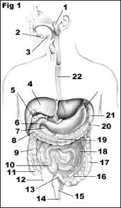 Anatomy Digestive System