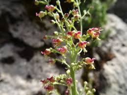 Image result for Ochthocharis