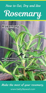 Maybe you would like to learn more about one of these? Holen Sie Sich Fotos Videos Und Rezeptideen Wie Zu Schneiden Und Eine Trockene Rosmarin Herbs Planting Herbs Drying Herbs