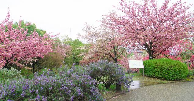 「桜 無料写真」の画像検索結果"