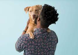 Maybe you would like to learn more about one of these? Are Board And Train Programs Right For My Dog Bark