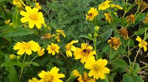 Honey bees collecting nectar from Niger flower. - YouTube