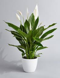 Peace Lily Air Purifying Plant Easy Care Low Light Etsy Plant Decor Plants Air Purifying Plants