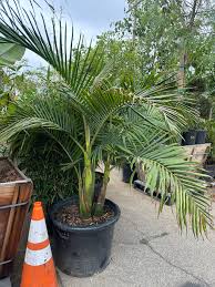 Image result for Archontophoenix cunninghamiana