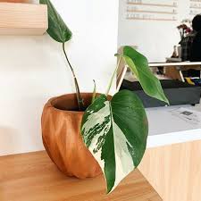 Konon , tanaman hias adalah tanaman yang digunakan dalam dekorasi untuk menghiasi dan memperindah ruang. Harganya Tembus Rp 18 M Ini 5 Tanaman Hias Paling Mahal