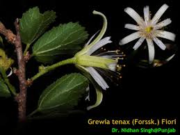 Image result for Grewia praecox
