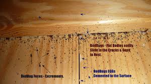 Image result for bed bugs droppings