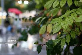 بارش باران مهمان روزهای پیش‌روی گیلان