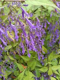 Image result for Isodon