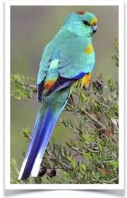 Pin On Birds For Pet