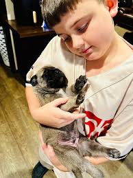 Stout's Gentle Giants (@Mastiffs.Daniffs) • Facebook