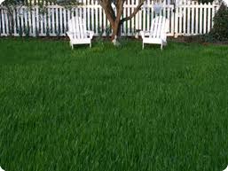Get 50% off your first lawn application. Greenacresva