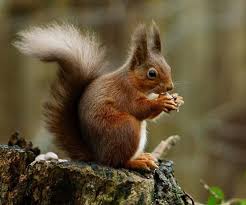 Squirrel Fuzzy Messengers From The Ancient Underworld The Little Known Archetype In Mythology Red Squirrel Animal Symbolism Squirrel Appreciation Day