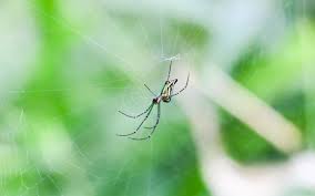 So also are amenities such as the electrical distribution system and cable television distribution point. Common House Spiders And How To Get Rid Of Them
