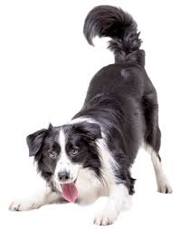We are committed to providing the best veterinary care. Veterinarian In Oxford Ms Animal Hospital In Oxford Ms