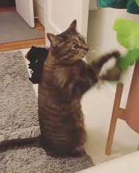 Birds Nest Fern Cats Zz Botanical And Home On Instagram Tips On How To Care For A Birds Nest Fern By Oliver 1 Toughen It Up 2 Massage The Le In 2020 Bird Nest Fern Bird Nest Birds