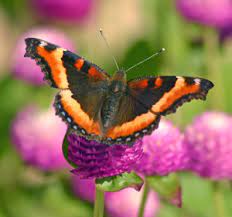 These are some of the other lantana varieties available for your butterfly garden. Create A Butterfly Garden Wisconsin Horticulture