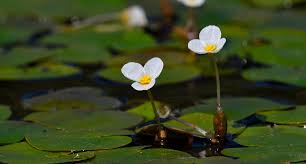 Image result for Hydrocharitaceae