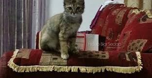 Video ciri penyebab kucing sakit mata selesema kucing, berselaput, teruk, merah sebelah,bengkak bernanah, berair dan cara mengobati dengan cepat secara alami. Harga Ubat Sakit Mata Kucing Kujie2 Com
