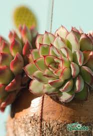 All'interno della sezione singole piante trovi tutte le schede delle principali piante d'appartamento. 6 Piante Grasse Da Appartamento Davvero Particolari Floricoltura Quaiato