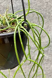 Image result for Rhipsalis baccifera