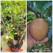 Maybe you would like to learn more about one of these? Anak Pokok Ciku Mega Buah Besar Shopee Malaysia