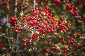 Get directions, reviews and information for hawthorne woods assisted living in washington, pa. Hawthorn Bush Berries Free Photo On Pixabay