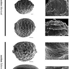 Image result for Pycreus africanus