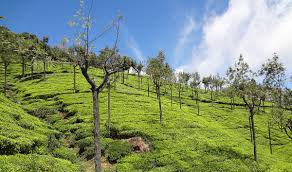 File Ooty Tea Plantation Doddabetta Tamil Nadu India Jpg Wikimedia Commons