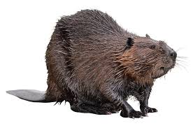 We did not find results for: Beaver Definition And Meaning Collins English Dictionary