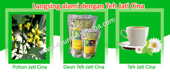 Check spelling or type a new query. Jati Cina Tanaman Apa Ini Daun Teh Jati Sehat Langsing Dan Bugar Bersama Daun Teh Jati Cina