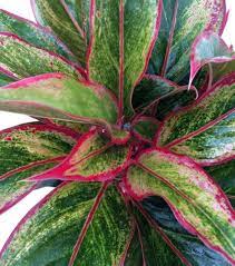 Pin On Poisonous Indoor House Plants