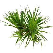 Image result for Eriocaulon africanum