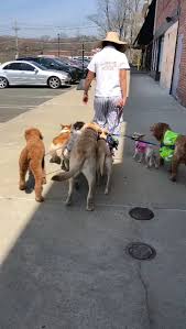 Dog Training | Dog Daycare | Dog/Pet Sitting | Pack Walk🐶❤🐶❤🐶❤🐶❤ | Instagram