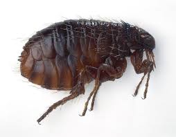 The Four Main Types Of Fleas Are Cat Dog Human And Oriental Rat Flea With The Cat Flea Being The Most Common Antalya Bocek