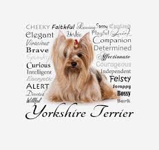 Download Yorkie Mom 1 Png Download Files For Cricut Silhouette Plus Resource For Print On Demand