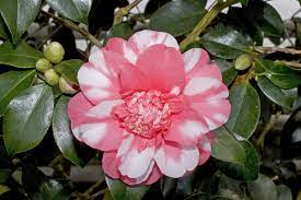 Pin On Flowers