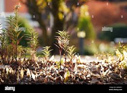 Image result for Rotala mexicana