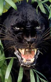 Schwarzer panther, ein schönes schwarzes tier, das die kraft und würde symbolisiert. Black Panther Live Wallpaper Amazon De Apps Fur Android