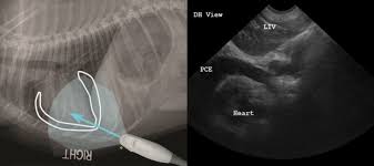See full list on vcahospitals.com Ultrasound Scans For Dogs Cost Use Cases Procedure More