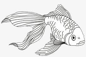 New users enjoy 60% off. Free Png Download Fish And Shark Coloring Pages Png Gold Fish Line Art Transparent Png 850x523 Free Download On Nicepng