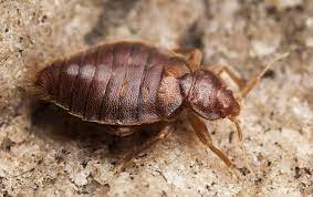 We're centrally located in merriam, kansas with a service area reaching out more than 50 miles in any becky o. Tag Bed Bug Control