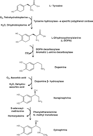 Uline stocks a huge selection of plastic bags, poly bags, and clear poly plastic bags. Peroxidases And Other Enzymes From Red Beet Hairy Roots Springerlink