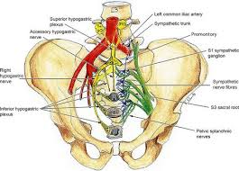 Want to learn more about it? Anatomy Of The Female Pelvic Nerves A Macroscopic Study Of The Hypogastric Plexus And Their Relations And Variations Journal Of Anatomy X Mol